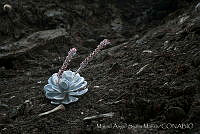 MASM01394 Echeveria laui.jpg