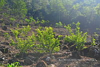 SG019 0367 Prunus persica.jpg