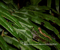 AMM06 Bolitoglossa chinanteca.jpg