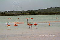 FBA0938 Phoenicopterus ruber.jpg