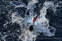CNS1200 Euthynnus lineatus.jpg