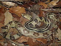 LCMHP013-77 Pituophis lineaticollis.jpg