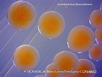BLPG009 Curtobacterium flaccumfaciens.jpg