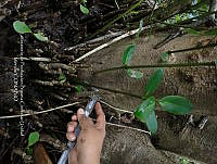 UM001 0116 Avicennia germinans.jpg