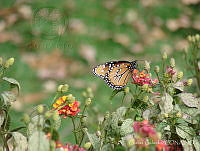 CGL3364 Nymphalidae.jpg