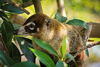 FBA0535 Nasua narica.jpg