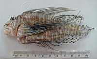 HE009 P 1556 Pez león asiático.JPG