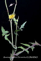 JDA D 00604 Sonchus asper.jpg