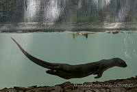 MASM05001 Lontra longicaudis.jpg