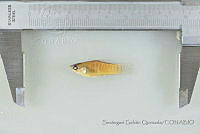 SGQ1896 Poecilia mexicana.jpg