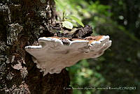 CNALR001 Ganoderma sp..jpg