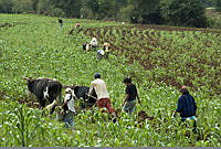 Zea mays_6929.jpg