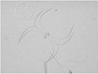 DUHB0089 Chaetoceros didymus.JPG