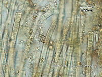 KT016 0040 Phormidium subuliformis.jpg