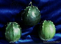 RLS0009 Sechium compositum.jpg