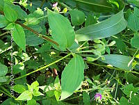 SG019 0110 Tinantia erecta.jpg
