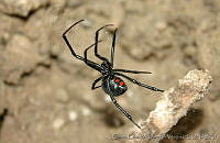 CEOV0226 Latrodectus mactans.jpg