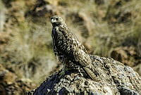 JRRO199 Buteo jamaicensis ssp. socorroensis.JPG