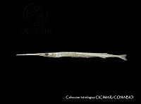 CICIMAR0541 Tylosurus crocodilus ssp. fodiator.jpg