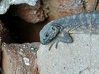 MCS IM0025 Ctenosaura pectinata.jpg