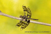 PJ016 0646 Pseudoleon superbus.JPG
