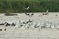 HJ6- 1034- Egretta thula, Anas discors, Platalea ajaja, Egretta rufescens, Egretta tricolor.jpg