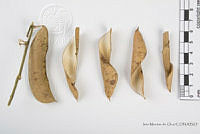 IMDOC2559 Phaseolus lunatus.jpg