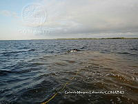 GML0004 Avrainvillea nigricans.JPG