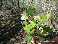 MEGA 0754 Erythrina lanata.JPG