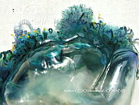 NBA0050 Physalia physalis.JPG