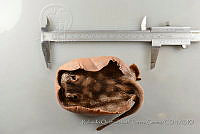 RQTG0792 Urobatis concentricus.jpg