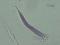 UNAMGAMZ-35 Homoeothrix juliana.jpg