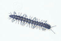 MASM07490 Myriapoda.jpg