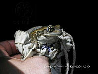 DLFdlR004 Trachycephalus typhonius.JPG