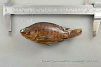 RQTG1175 Oreochromis sp..jpg
