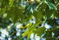 2279 Platanus occidentalis var. lindeniana.jpg