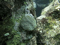 JAJ0799 Orbicella annularis.jpg