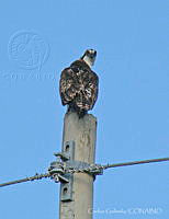 CGL2604 Pandion haliaetus.jpg