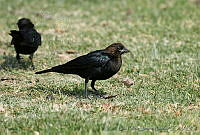 LFLR0055 Molothrus ater.jpg