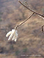 OTVHK040-395 Ceiba aesculifolia.TIF