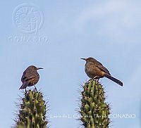 LCF0273 Toxostoma curvirostre.jpg