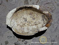 AMVDH 0097 Caparazón de Kinosternon integrum.JPG