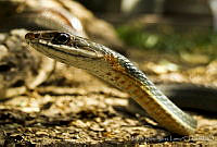 MDL0089 Masticophis bilineatus.jpg