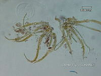 KT016 0047 Scytonematopsis sp..jpg