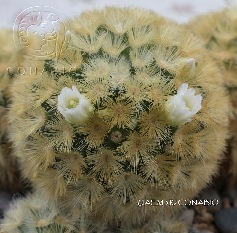 3R%2001020%20Mammillaria%20carmenae.tif.nyfWgb71MfUTWWdjQA3g0JtbmFja29CbnFuZ3NAbXJ6LGtwZwA.d1tYMq ZcM