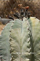 3R 01099 Astrophytum ornatum.tif