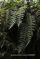 AKGC012 Asplenium praemorsum.JPG