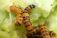 OIEA0016 Cactoblastis cactorum.jpg