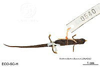 ME006 herp SCLC 0210 Cryptotriton alvarezdeltoroi - (Papenfuss & Wake, 1987).jpg