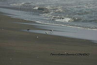 HJ6- 1191- Calidris alba, Charadrius semipalmatus.jpg